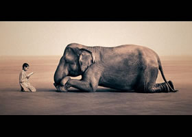 象の優しさに触れる日